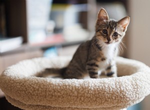 First Encounter: Puppy Meets Kitten – Opposite Vibes, Endearing Results