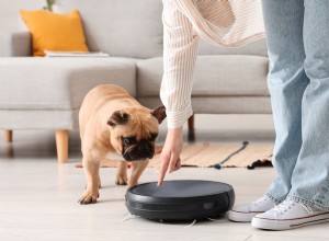 How a Chihuahua Puppy Turns a Robot Vacuum Into Her Personal Chauffeur