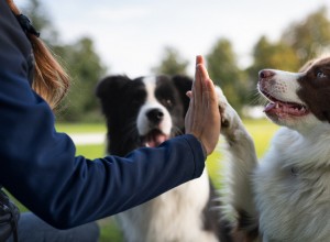 Professional Dog Trainers Reveal the Most Common Mis‑taught Commands