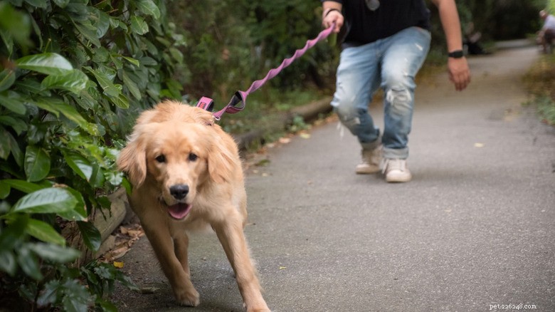Professionella hundtränare avslöjar de vanligaste fellärda kommandona 