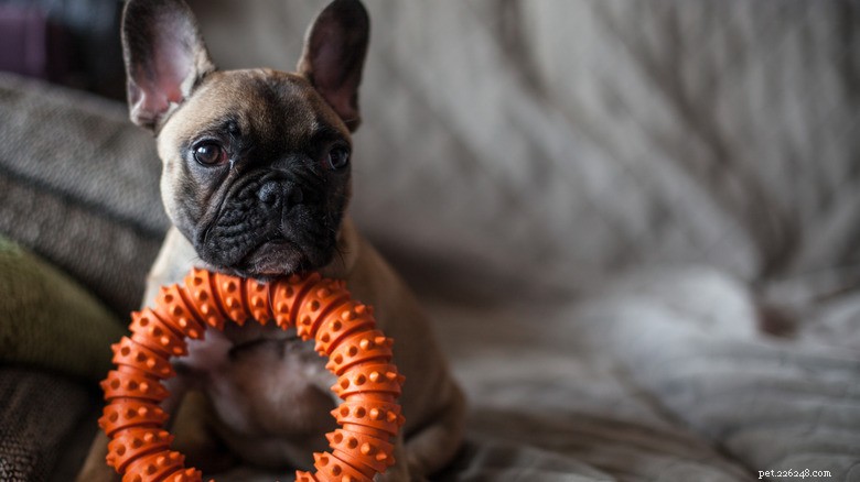 Fransk bulldoggvalp orsakar kaos i badrummet – fångad på bar gärning i viralt TikTok-klipp 