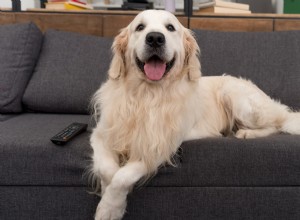 Golden Retriever s Polite Furniture Habit Reveals His Gentlemanly Charm