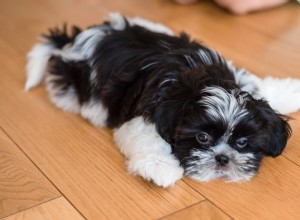 Shih Tzu’s Sweet Exterior Turns Playful Inside: A TikTok Surprise