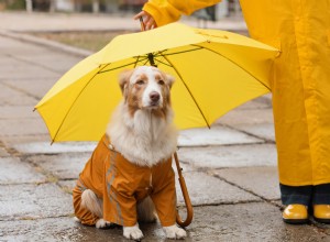 Pug in Raincoat Reacts Humorously After Getting Soaked – A TikTok Moment