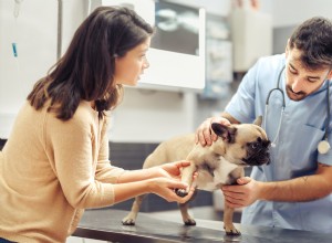 Veterinarian Reveals Which Dog Breeds Face the Highest Health Risks & How Owners Can Protect Their Pets