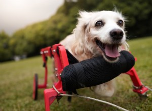 15 Adorable Dogs Using Wheelchairs to Stay Active and Happy
