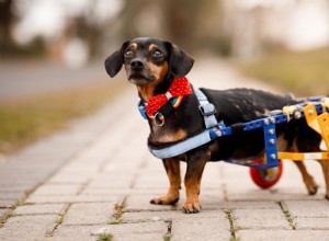 Paralyzed Dachshund Joyfully Runs With Sister, Touching Hearts Worldwide