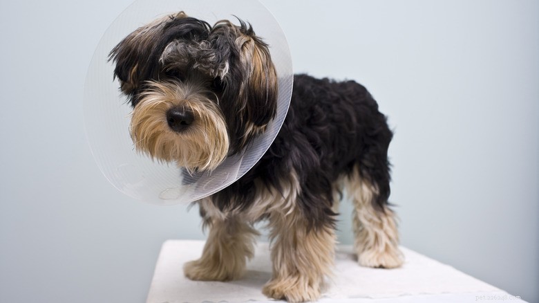 Förstå riskerna med att kastrera eller kastrera din hund 