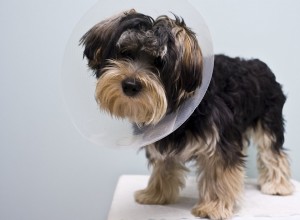 Understanding the Risks of Spaying or Neutering Your Dog