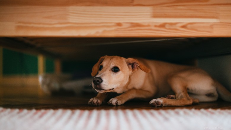 Förstå riskerna med att kastrera eller kastrera din hund 