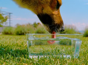 How to Encourage Your Dog to Drink Water When It Seems Uninterested