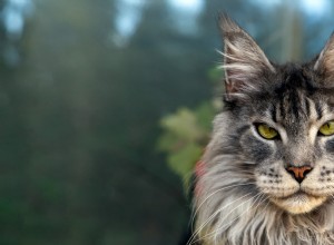 Maine Coon Kittens Show Playful Sibling Rivalry: Brother Pushes into Pool