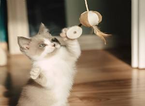 Ragdoll Cat s Morning Zoom Turns Into Adorable Wake‑Up Call