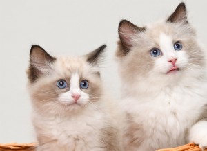 Luna the Ragdoll Cat: Girlish Meows and Cartoon‑Like Charm Take TikTok Viral