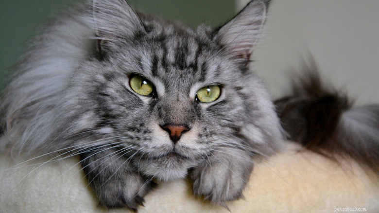 Maine Coon stoltserar med fluffig mage i bedårande TikTok-video 