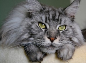 Maine Coon Flaunts Fluffy Belly in Adorable TikTok Video