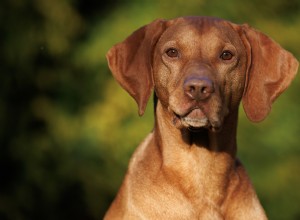 Vizsla’s Cozy Snuggle With Cat Sister Shows Endearing Inter-Animal Bond