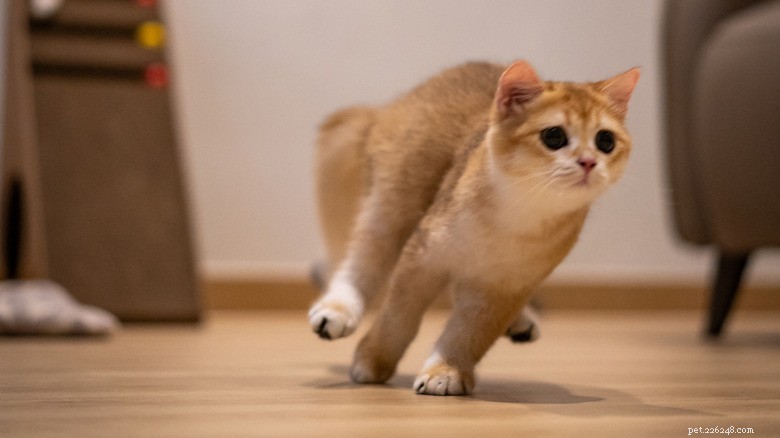 Bedtime Zoomies:Bedårande Ragdoll Kittens lekfulla sprint fångar hjärtan 