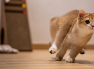 Bedtime Zoomies: Adorable Ragdoll Kitten s Playful Sprint Captures Hearts