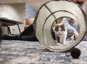Adorable Ragdoll Cat s Hilarious Agility Course Fail