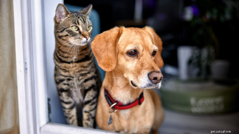 Hjärtvärmande beagle- och kattsyskon myser som själsfränder i Viral TikTok 