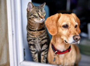 Heartwarming Beagle and Cat Siblings Snuggle Like Soulmates in Viral TikTok