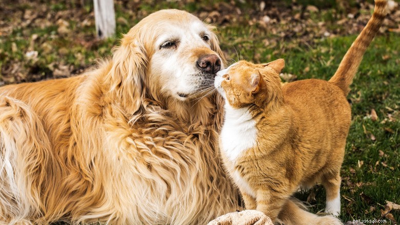 Golden Retriever och Maine Coon kattungar delar hjärtvärmande band, ser ut som tvillingar 