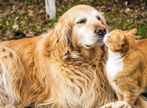 Golden Retriever and Maine Coon Kittens Share Heartwarming Bond, Looking Like Twins