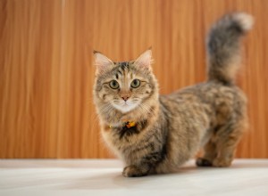 Watch a Playful Cat Master New Tricks and Elevate Your Mood