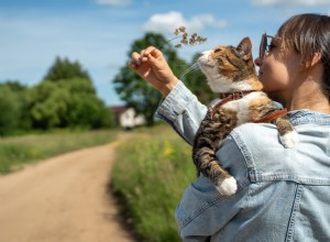Safe Outdoor Play for Indoor Cats: Expert Tips to Keep Your Feline Safe