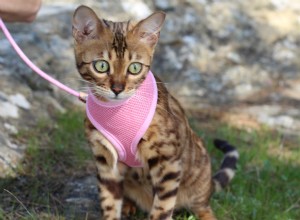 Essential Steps for Successfully Leash‑Training Your Cat