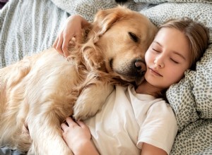 Pets and Sleep: Science Shows How Animals Improve Our Rest