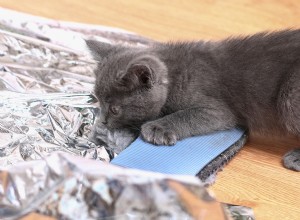 The Science Behind Cats  Aversion to Aluminum Foil