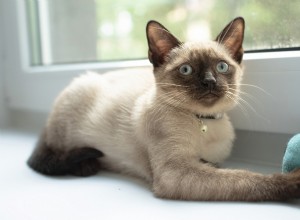 Siamese Cats: The Ideal Fetch‑Playing Companion for Dog Lovers