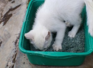 13 Reasons Cats Eat Poop: Why It Happens & How to Stop It