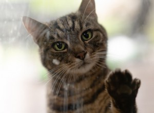 13 Common Actions That Hurt Your Cat—and How to Protect Them