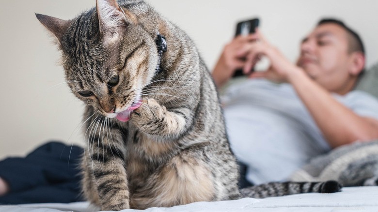 13 ações comuns que prejudicam seu gato – e como protegê-los 