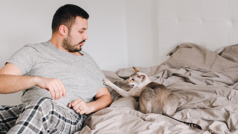 13 ações comuns que prejudicam seu gato – e como protegê-los 
