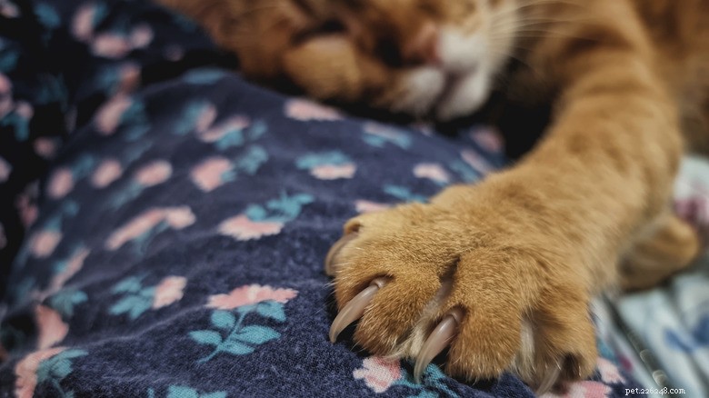 13 ações comuns que prejudicam seu gato – e como protegê-los 