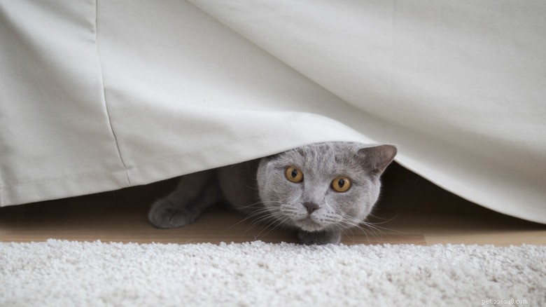 13 ações comuns que prejudicam seu gato – e como protegê-los 