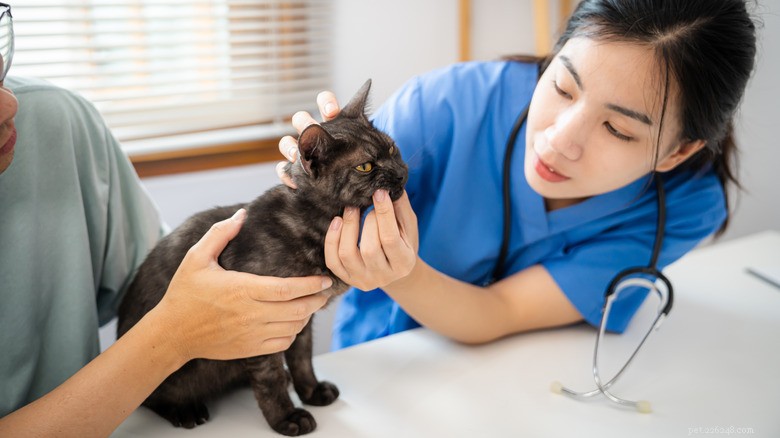 13 ações comuns que prejudicam seu gato – e como protegê-los 