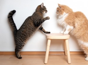 How to Safely Disrupt a Cat Fight at Home: A Practical Guide for Cat Owners