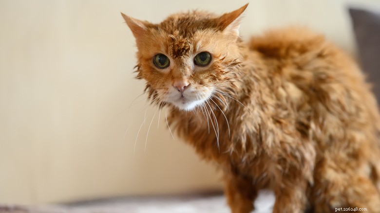 Como interromper com segurança uma briga de gatos em casa:um guia prático para proprietários de gatos 