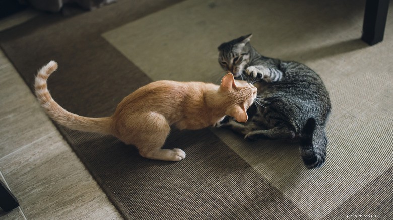 Como interromper com segurança uma briga de gatos em casa:um guia prático para proprietários de gatos 