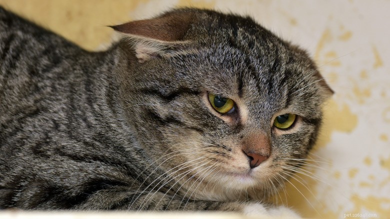 Compreendendo as orelhas achatadas do seu gato:sinais de estresse e como ajudar 