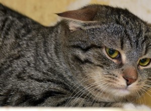 Understanding Your Cat’s Flattened Ears: Signs of Stress and How to Help