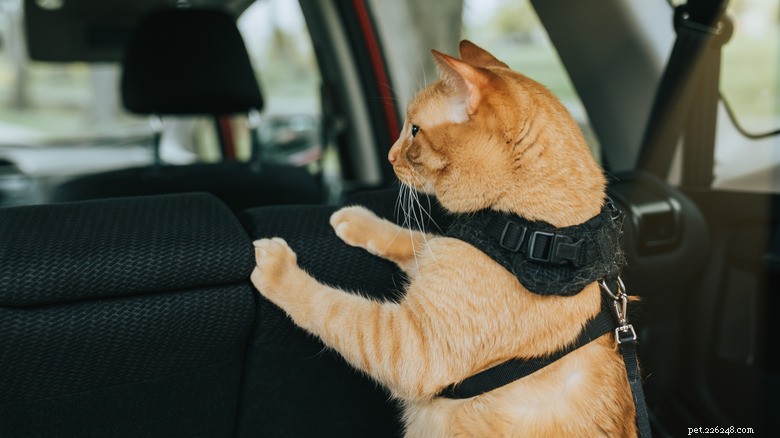 Compreendendo as orelhas achatadas do seu gato:sinais de estresse e como ajudar 