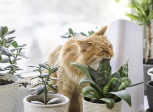 Safeguard Your Houseplants from Cats with a Simple Kitchen Ingredient