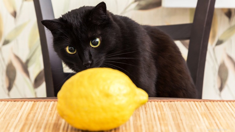 Chraňte své pokojové rostliny před kočkami pomocí jednoduché kuchyňské ingredience 