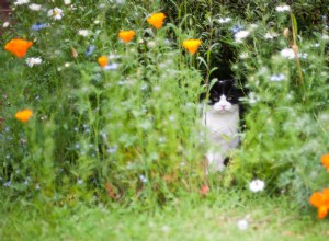 Can Growing Rosemary Safely Keep Cats Away From Your Garden? Expert Insights